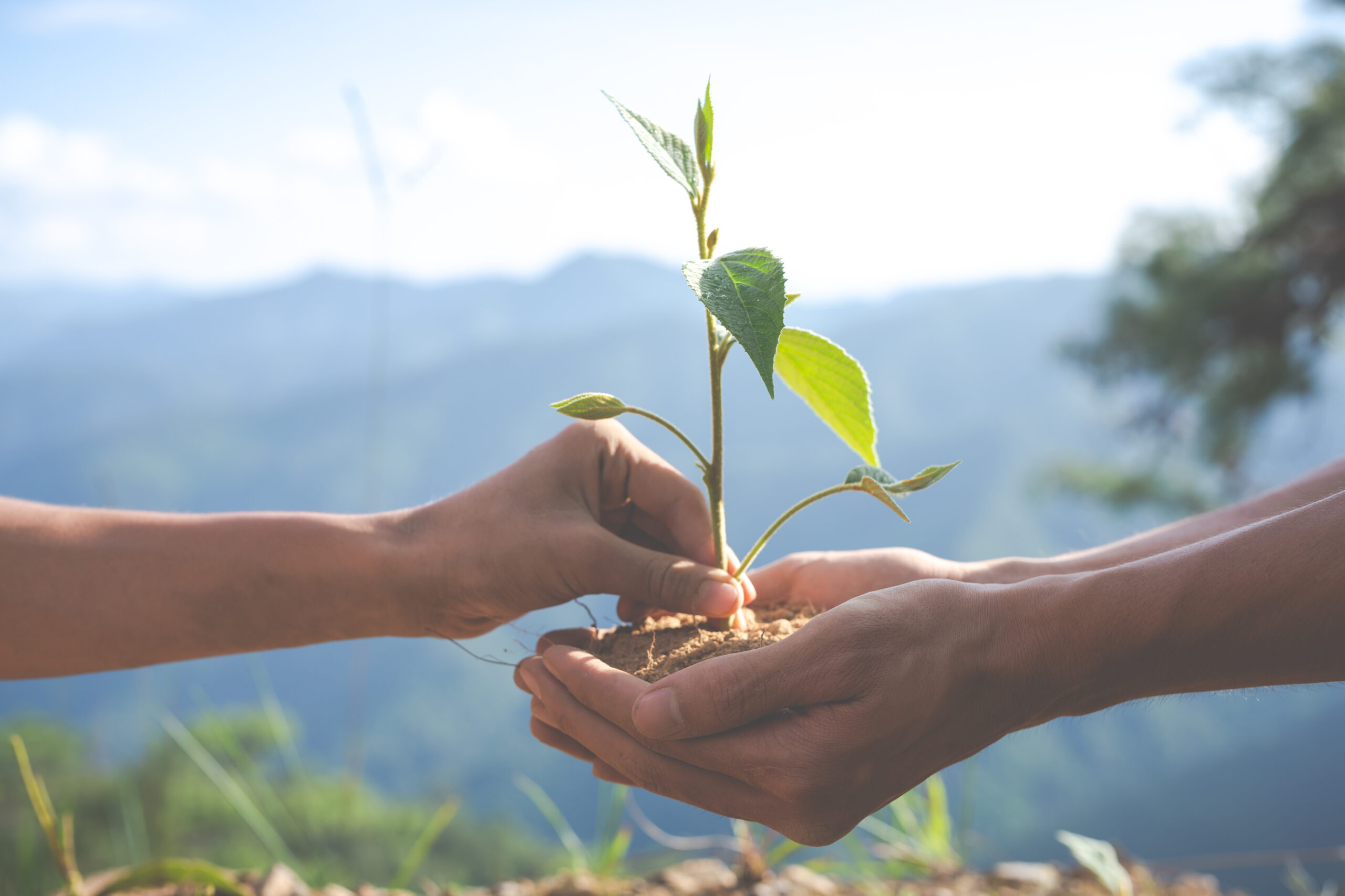 Concept of environmental conservation in the garden for children.